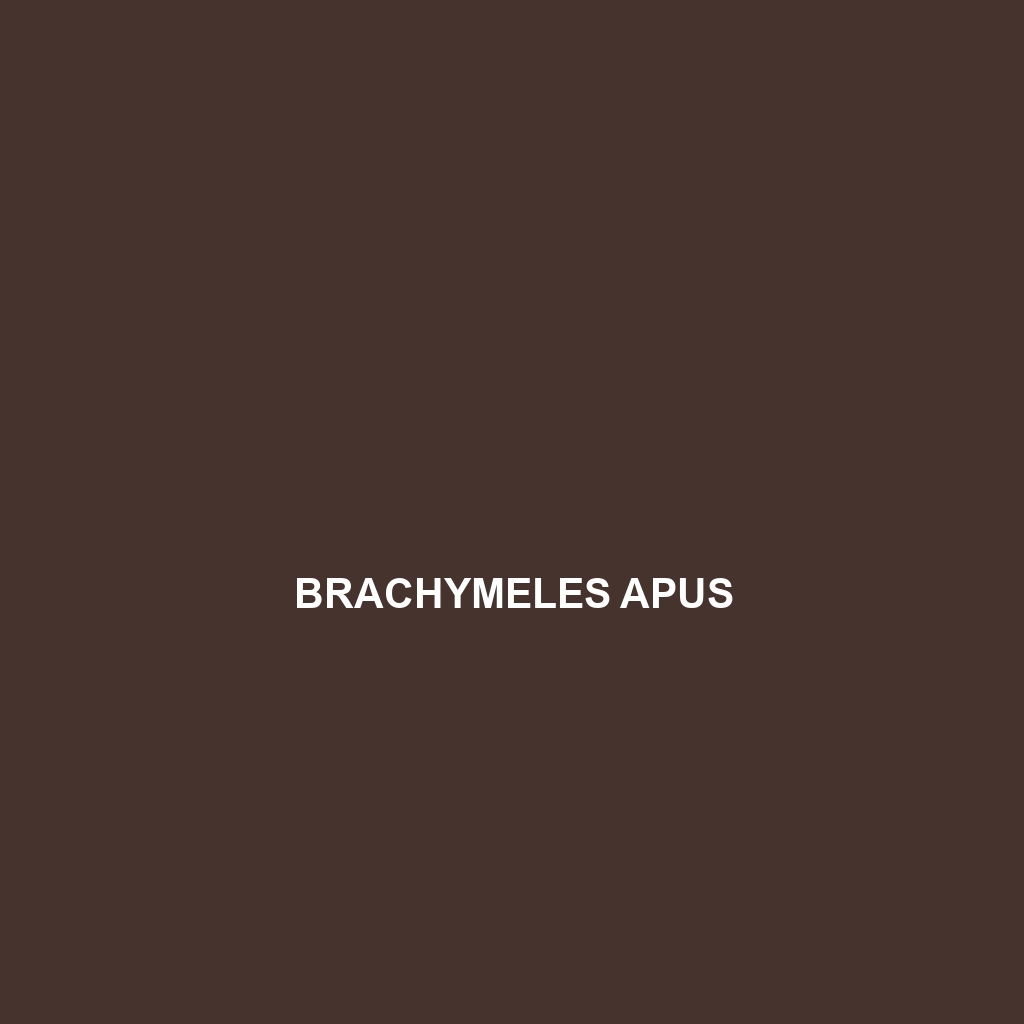 Brachymeles apus