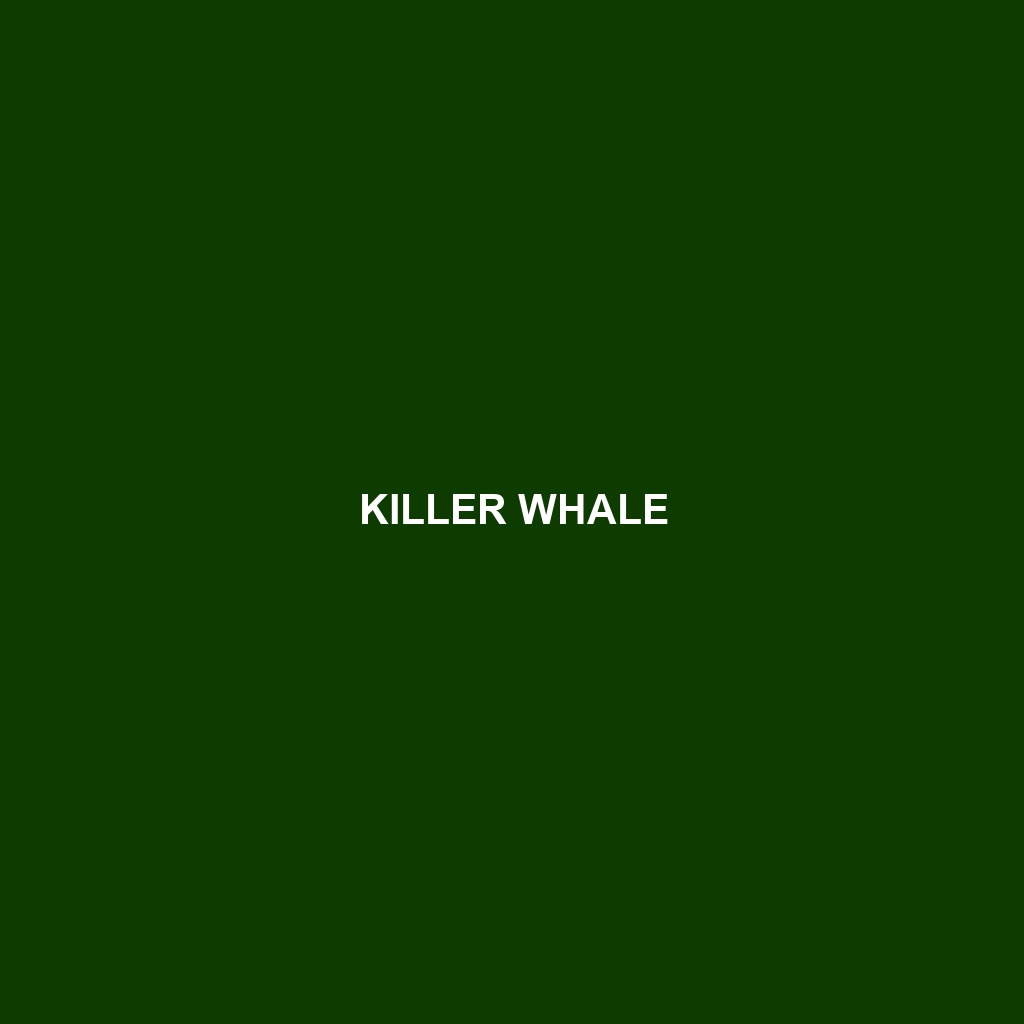 Killer Whale