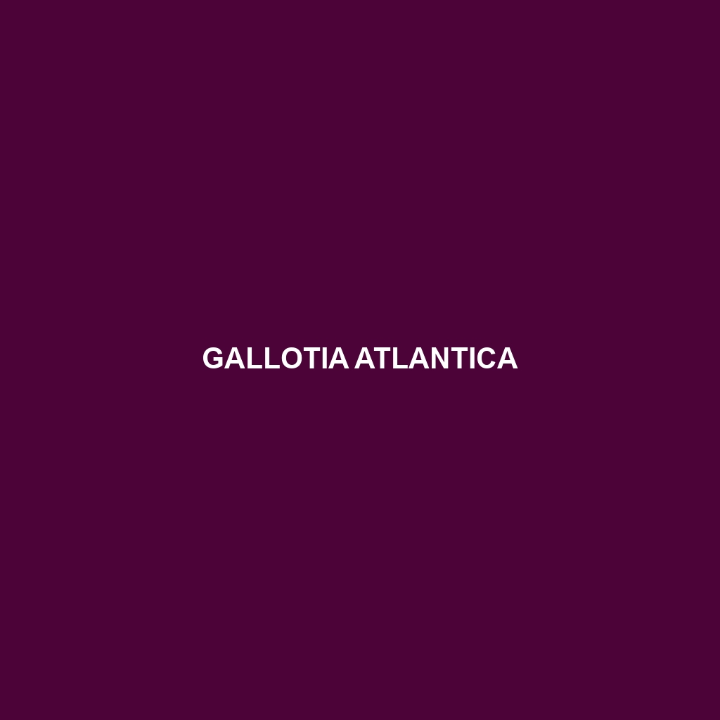 Gallotia atlantica