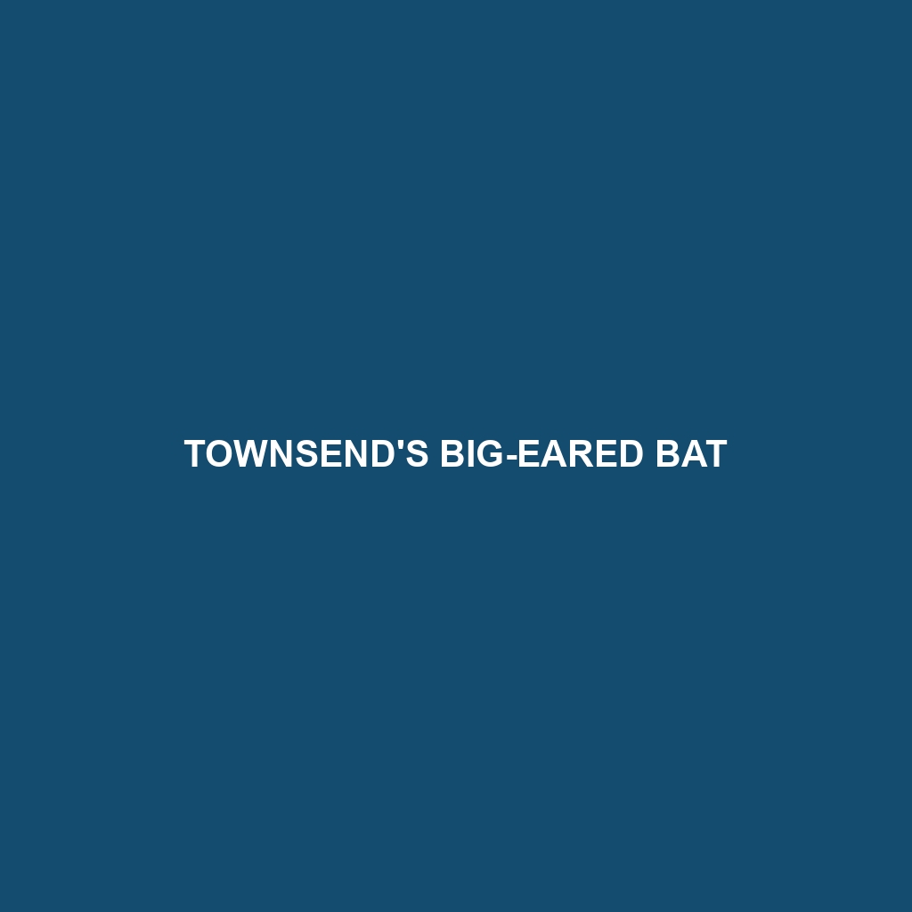 Townsend's Big-eared Bat