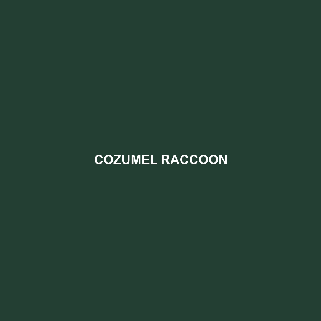 Cozumel Raccoon