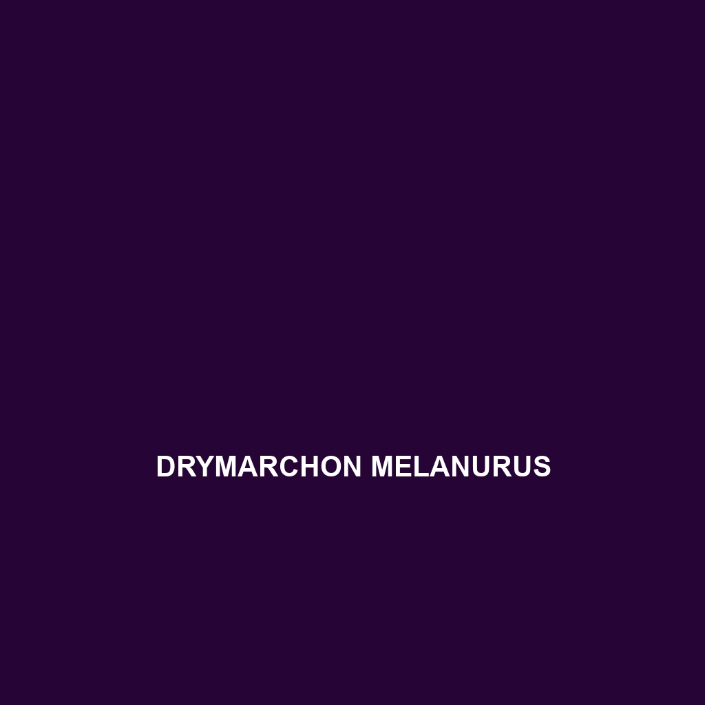 Drymarchon melanurus