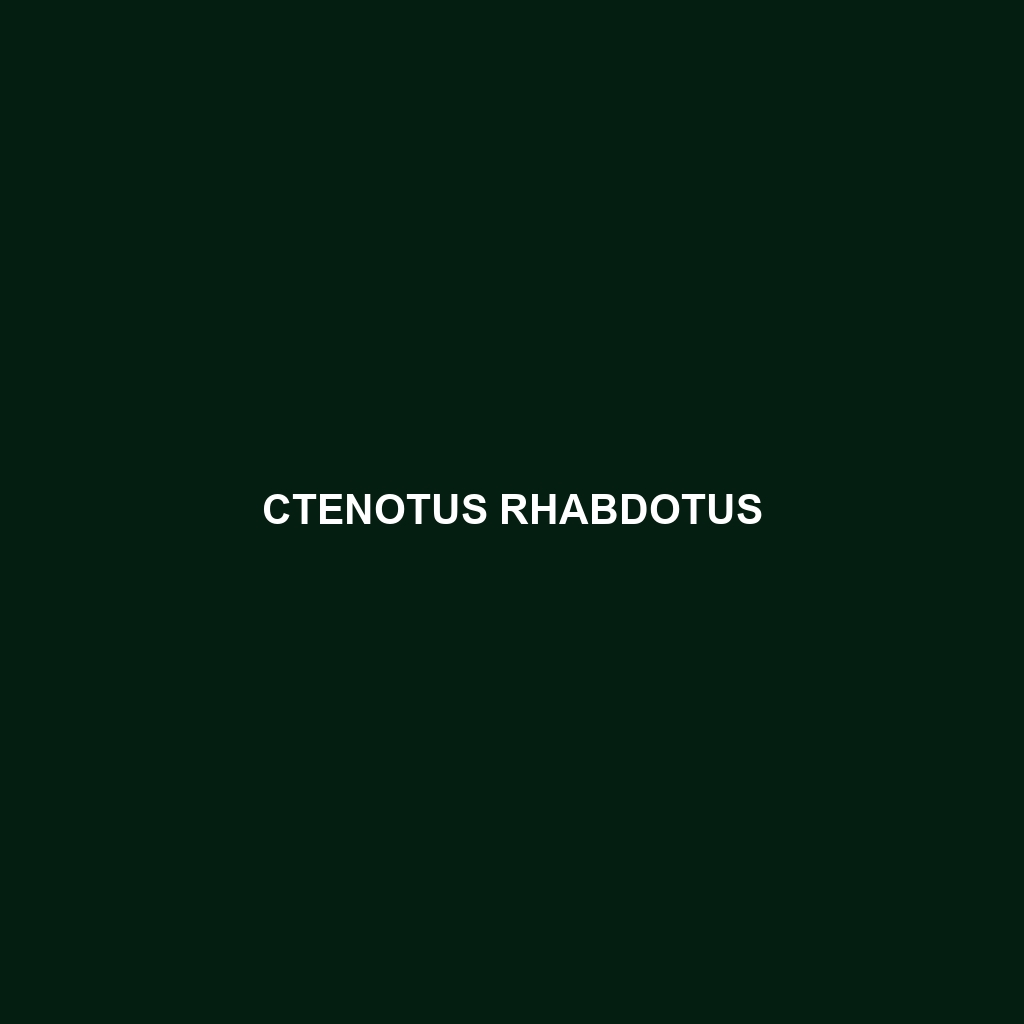 Ctenotus rhabdotus