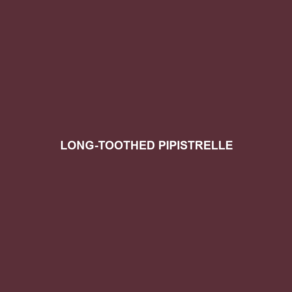 Long-toothed Pipistrelle