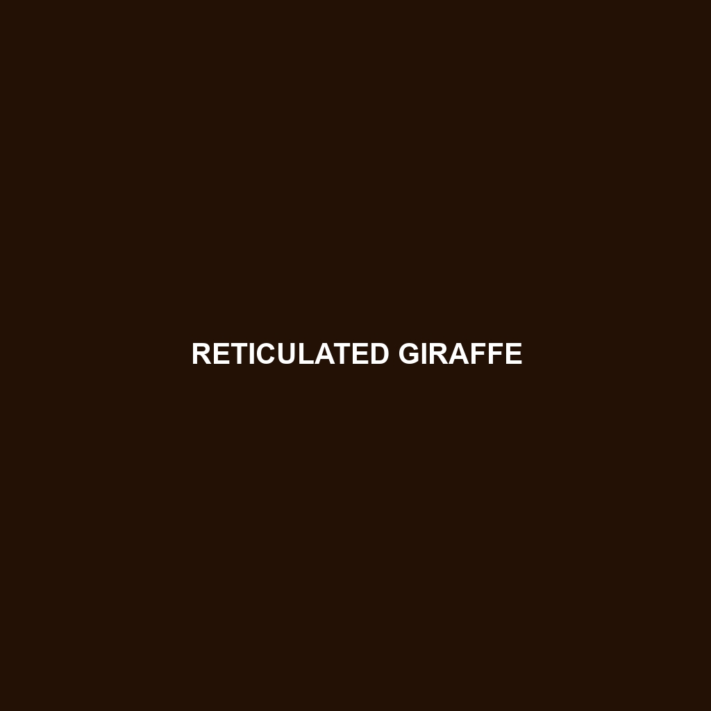 Reticulated Giraffe