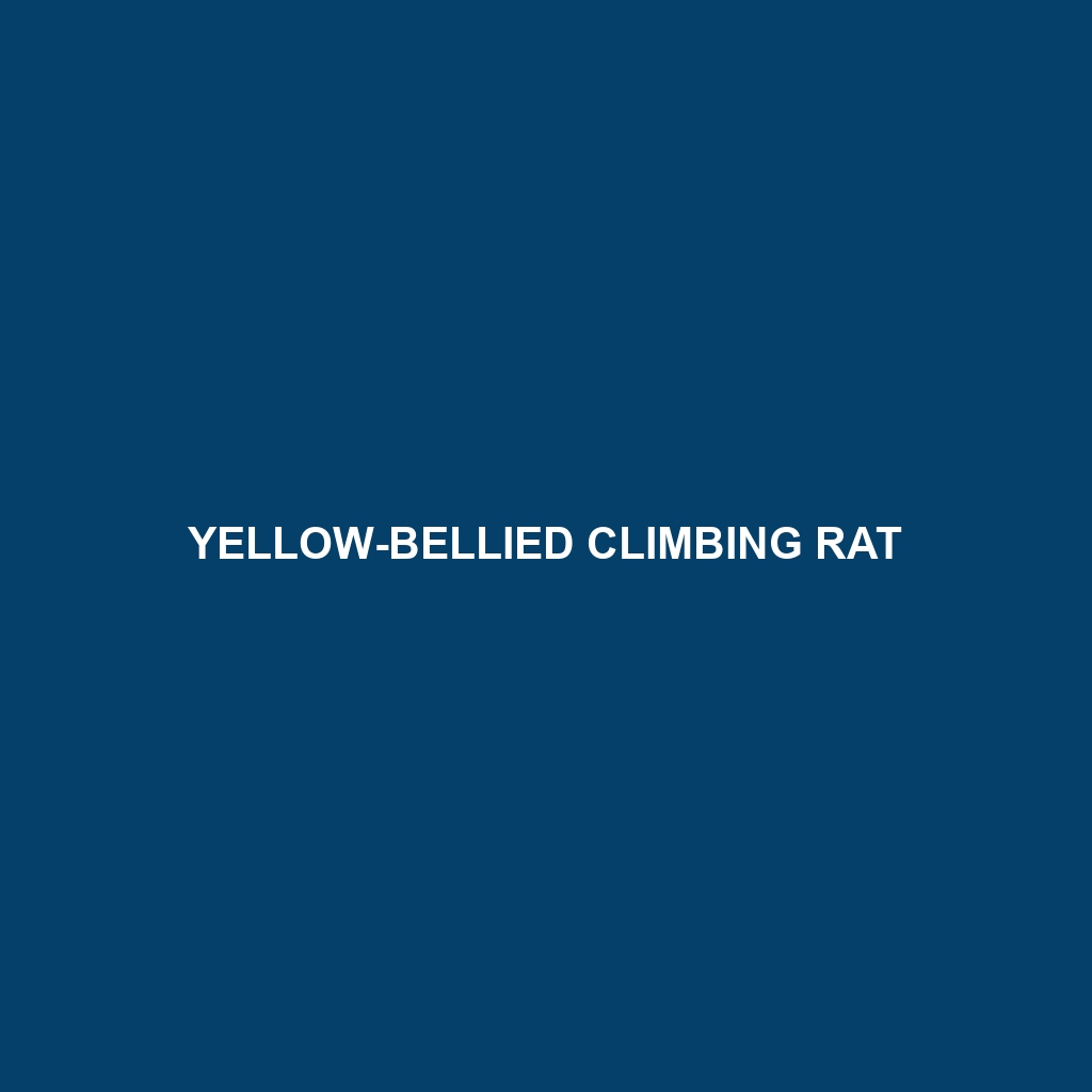 Yellow-bellied Climbing Rat