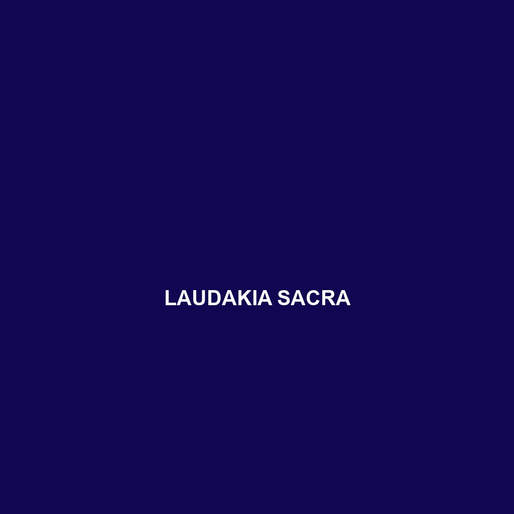 Laudakia sacra