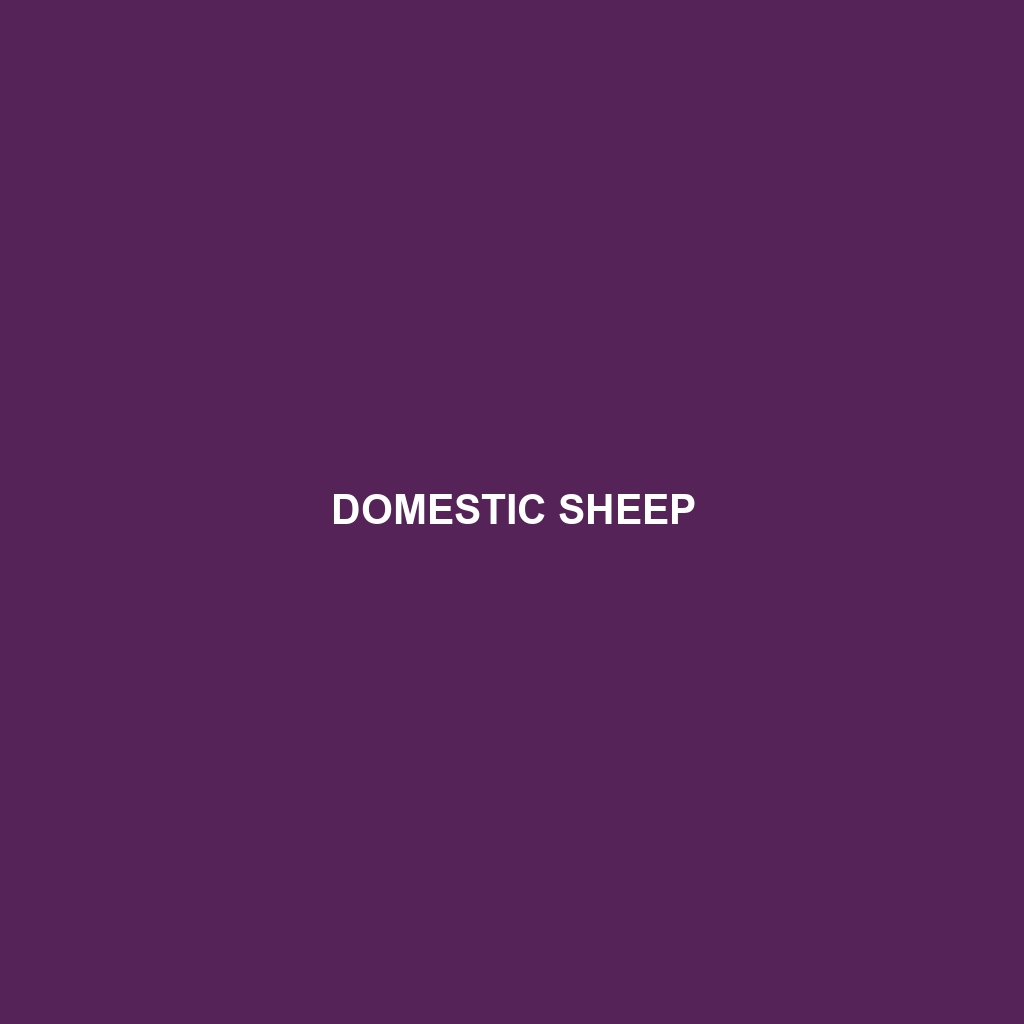 Domestic Sheep