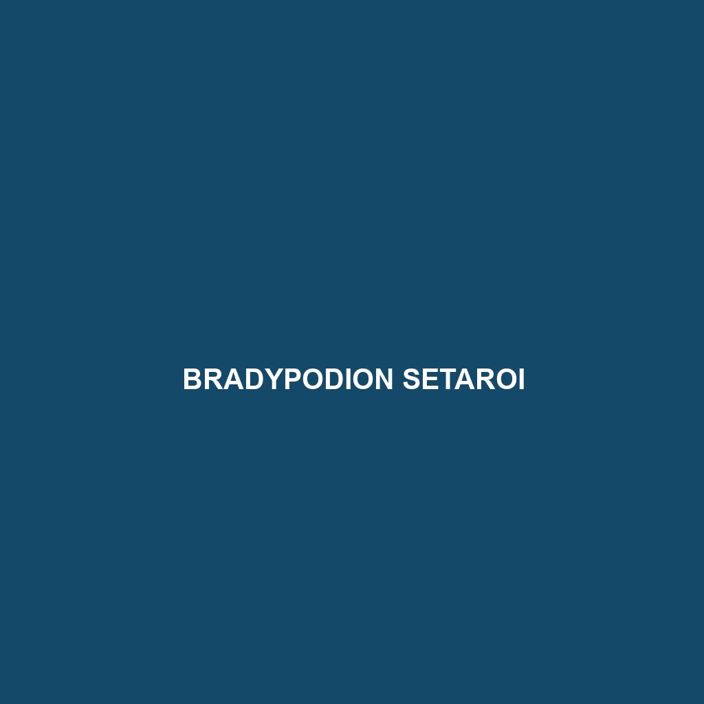 Bradypodion setaroi