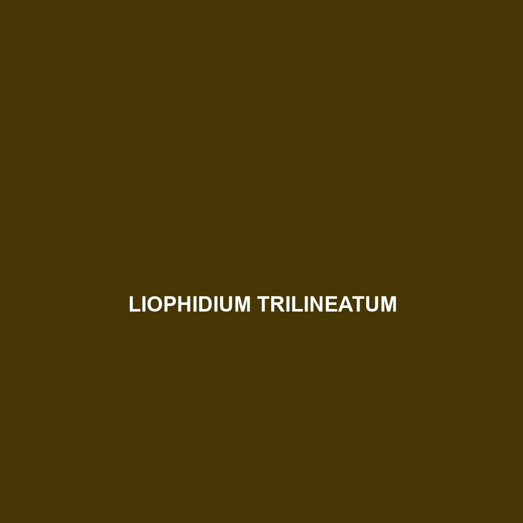 Liophidium trilineatum