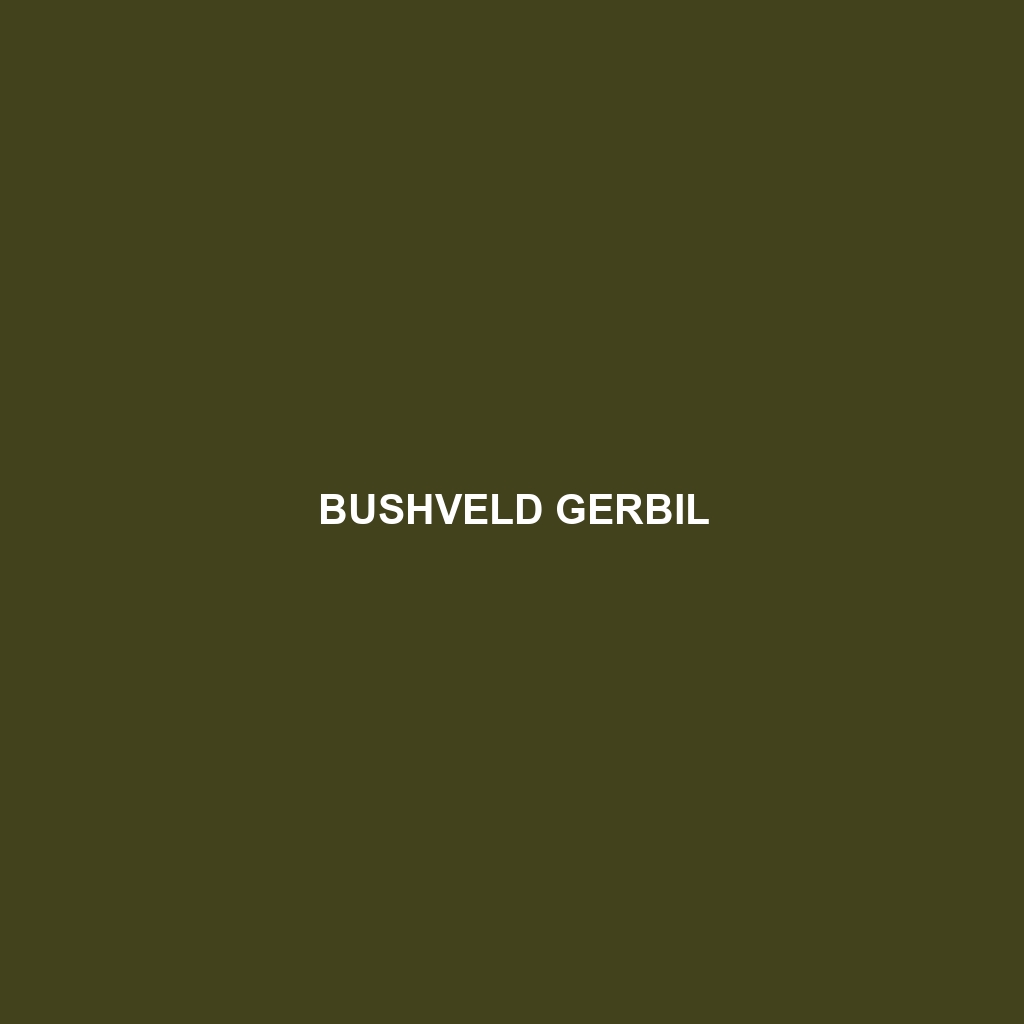 Bushveld Gerbil