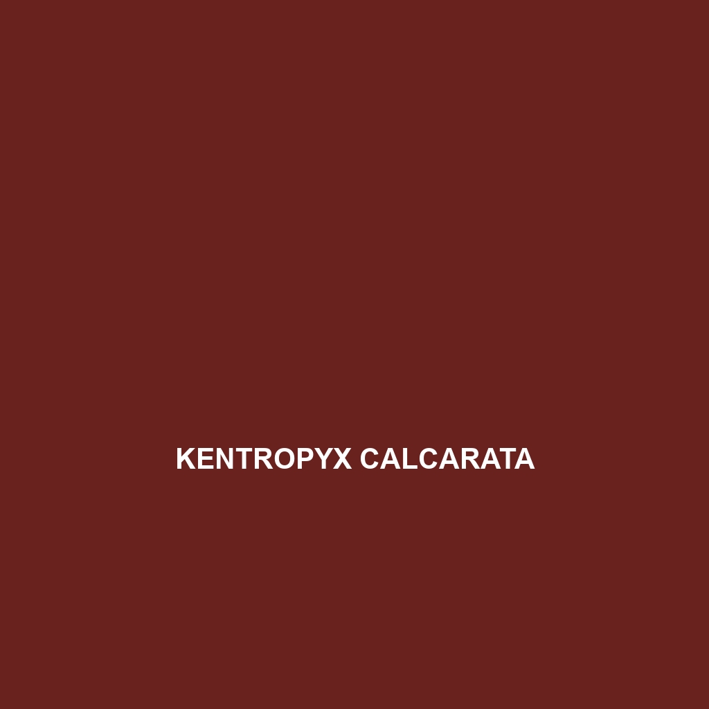 Kentropyx calcarata