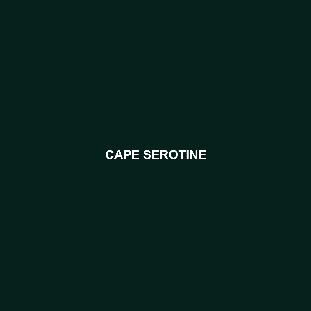 Cape Serotine