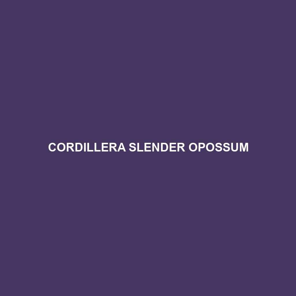 Cordillera Slender Opossum