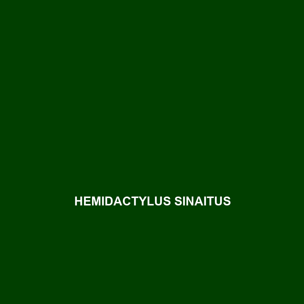 Hemidactylus sinaitus