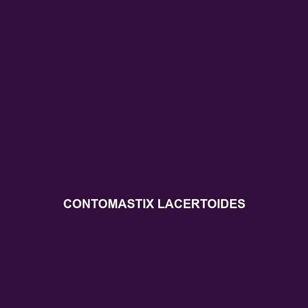 Contomastix lacertoides