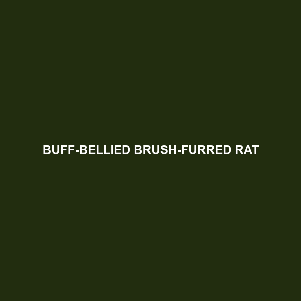 Buff-bellied Brush-furred Rat