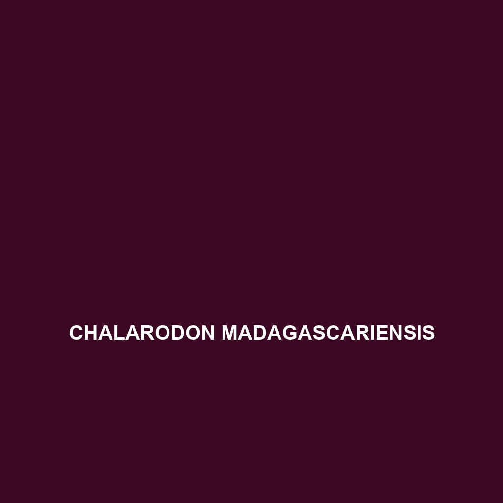 Chalarodon madagascariensis