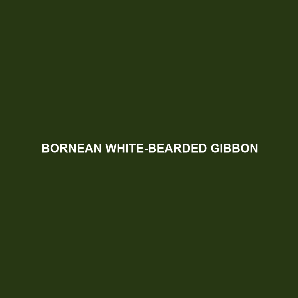 Bornean White-bearded Gibbon