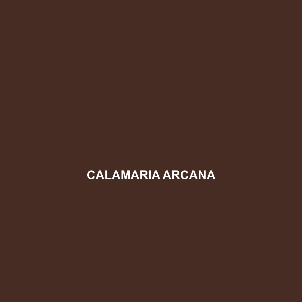 Calamaria arcana