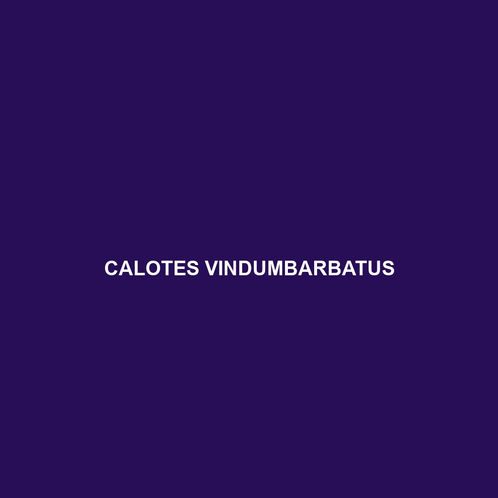 Calotes vindumbarbatus