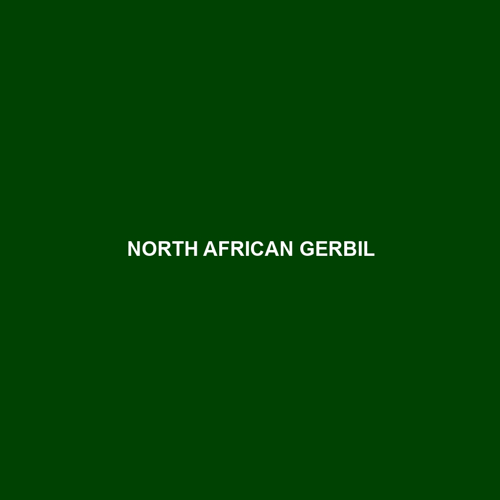 North African Gerbil