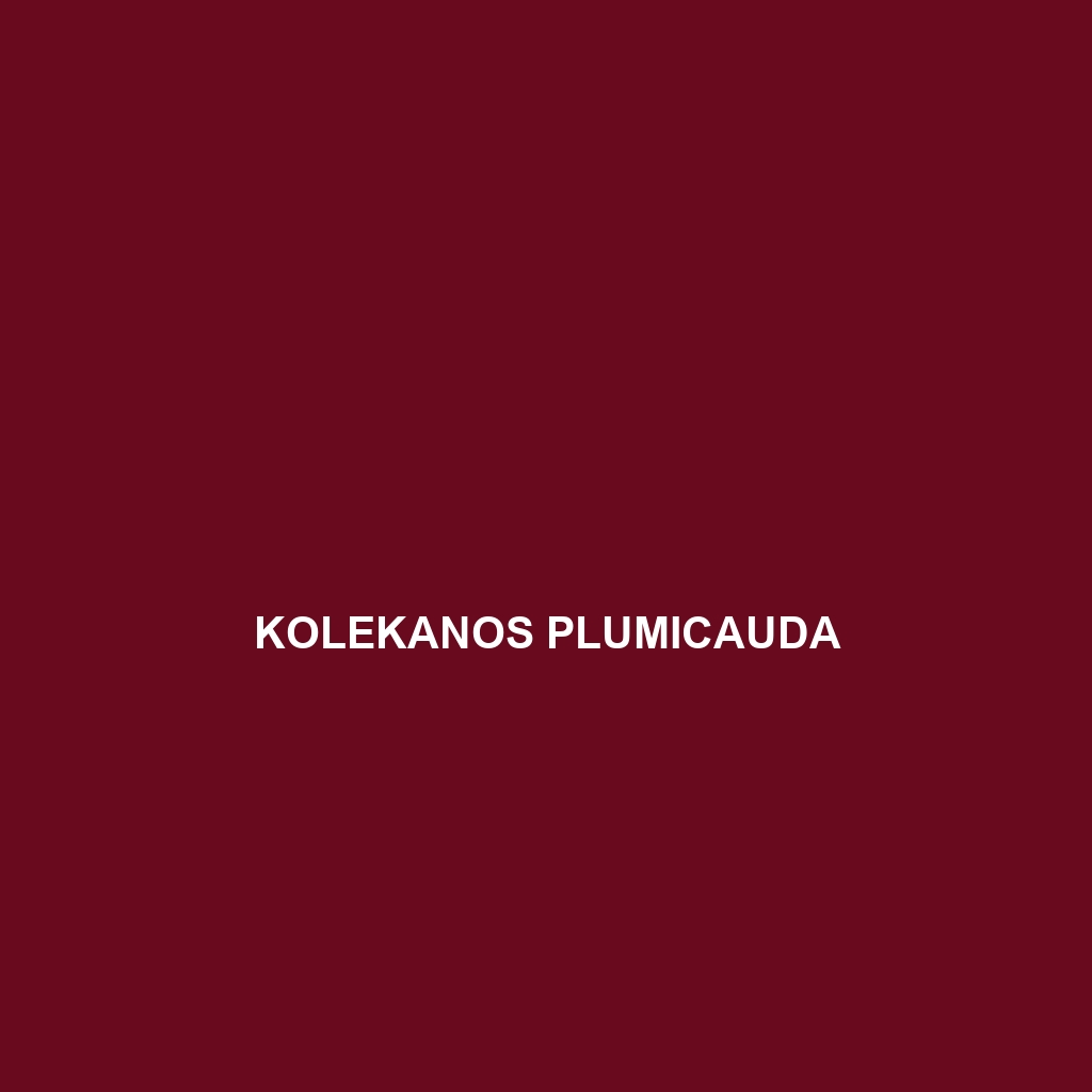 Kolekanos plumicauda