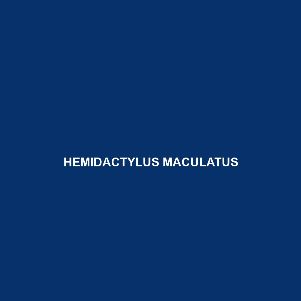 Hemidactylus maculatus