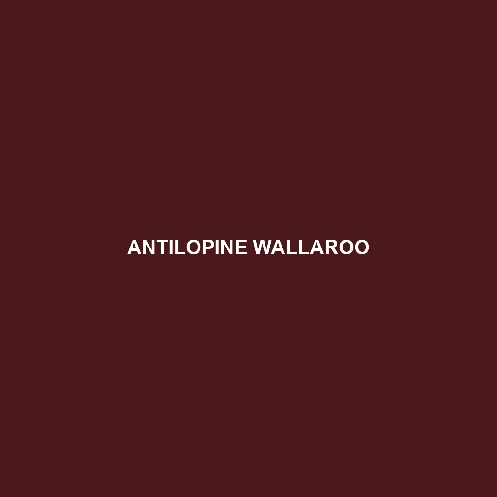 Antilopine Wallaroo