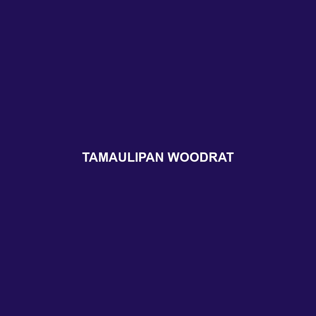 Tamaulipan Woodrat