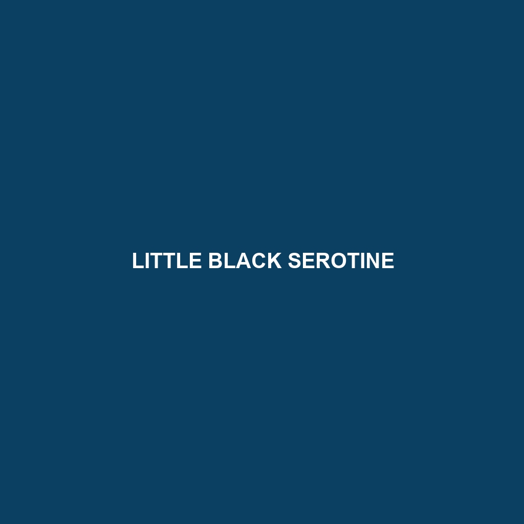 Little Black Serotine