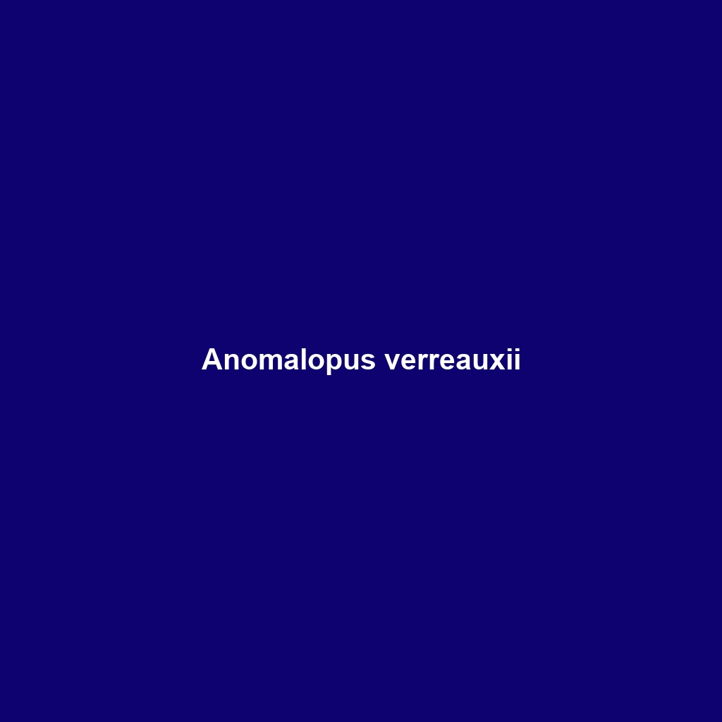 Anomalopus verreauxii