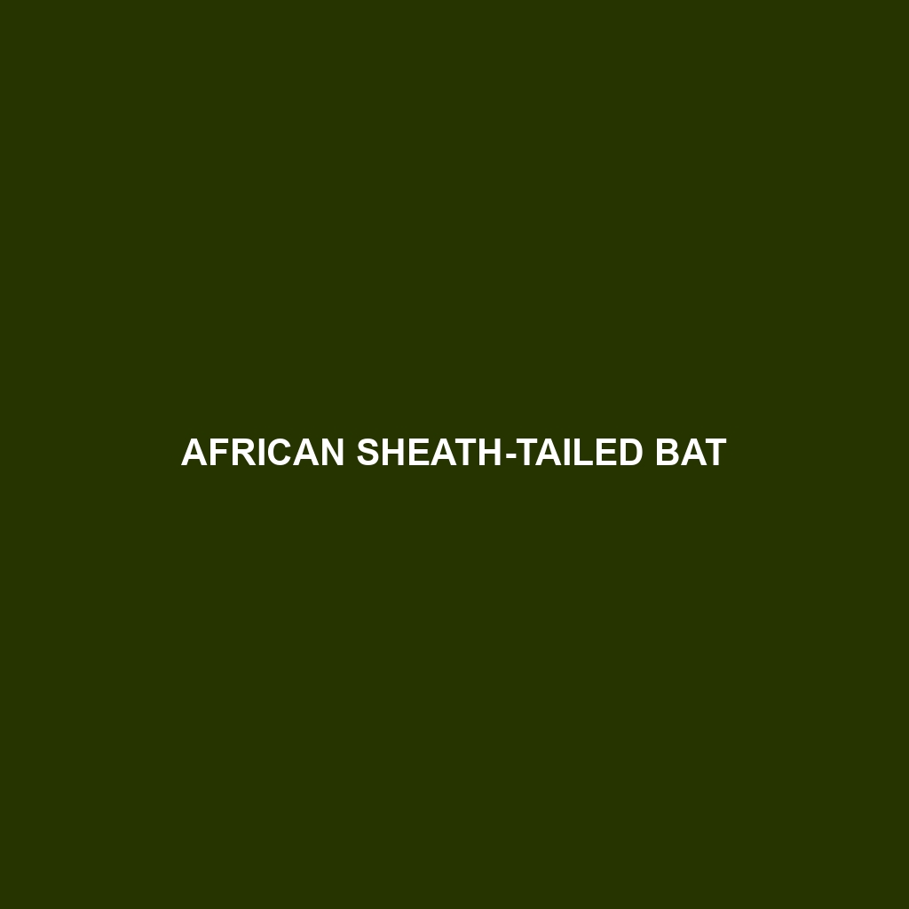 African Sheath-tailed Bat