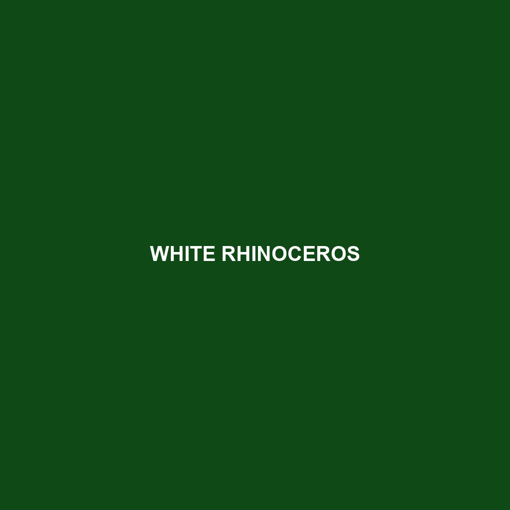 White Rhinoceros