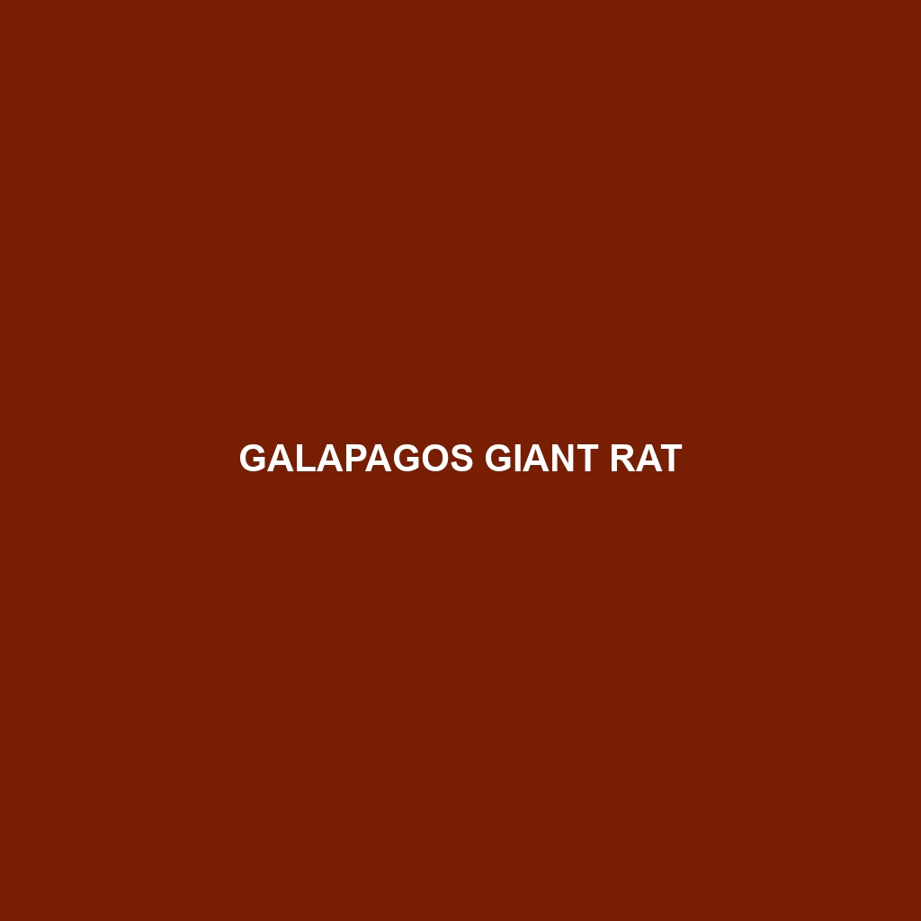 Galapagos Giant Rat