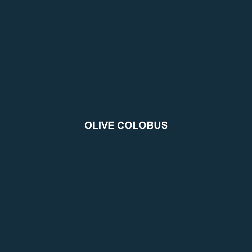 Olive Colobus