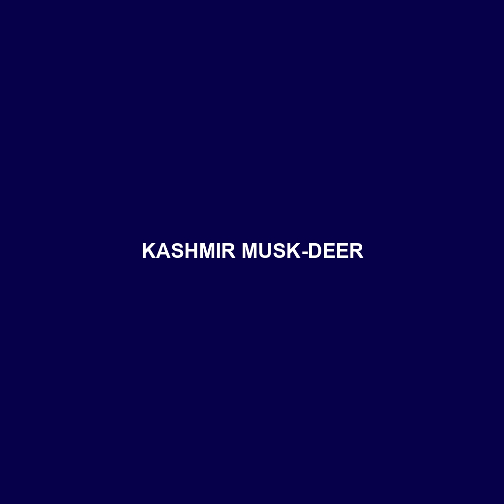 Kashmir Musk-deer