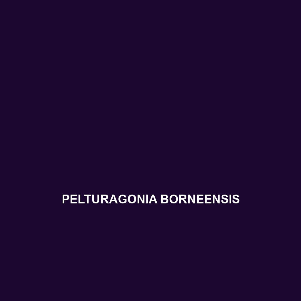 Pelturagonia borneensis