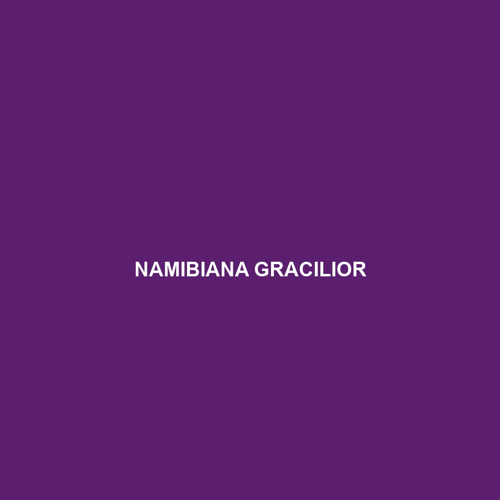 Namibiana gracilior