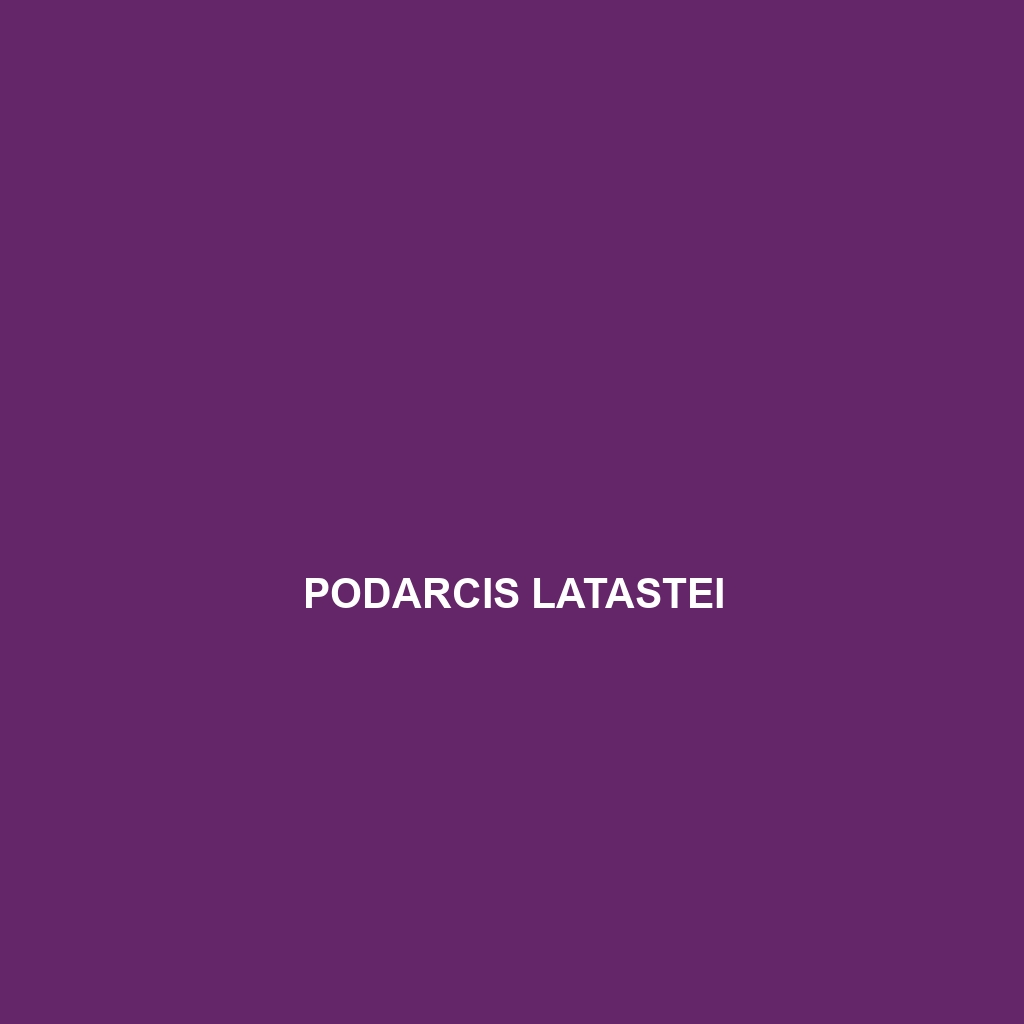 Podarcis latastei