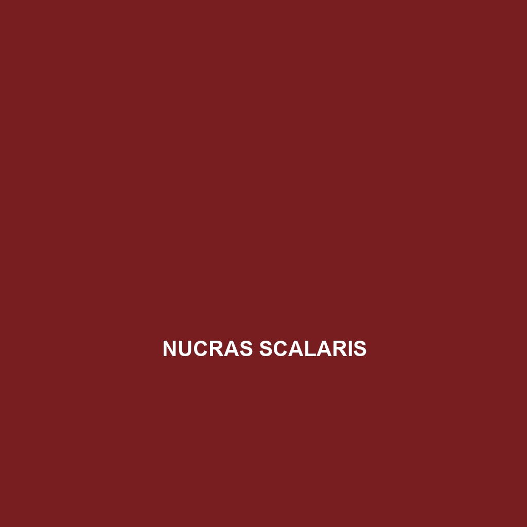 Nucras scalaris