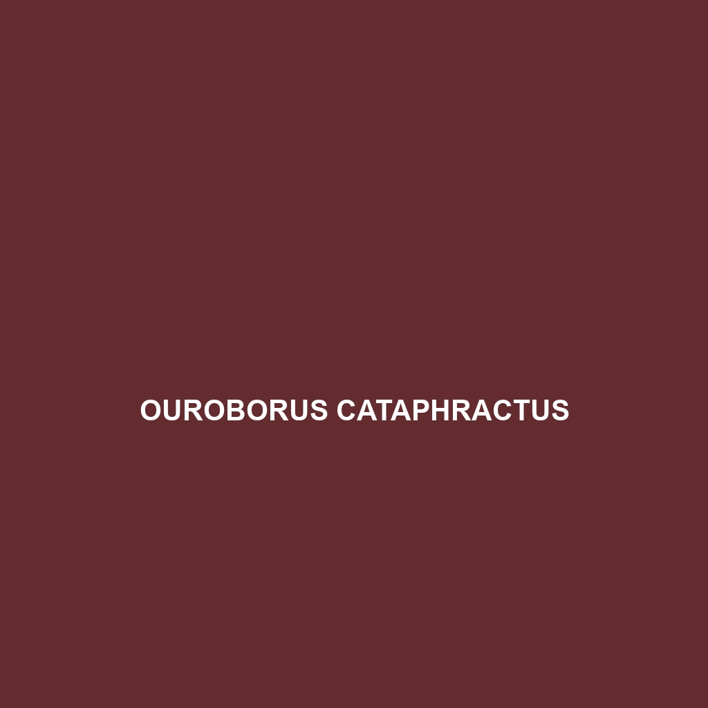 Ouroborus cataphractus