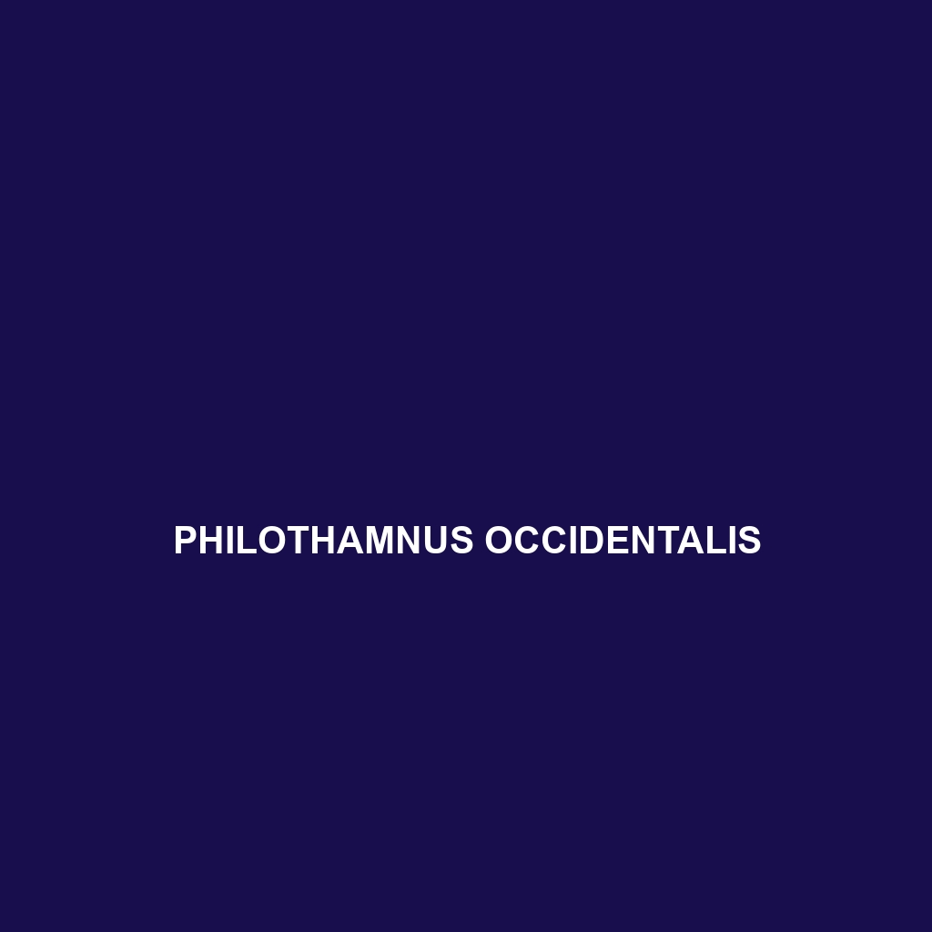 Philothamnus occidentalis