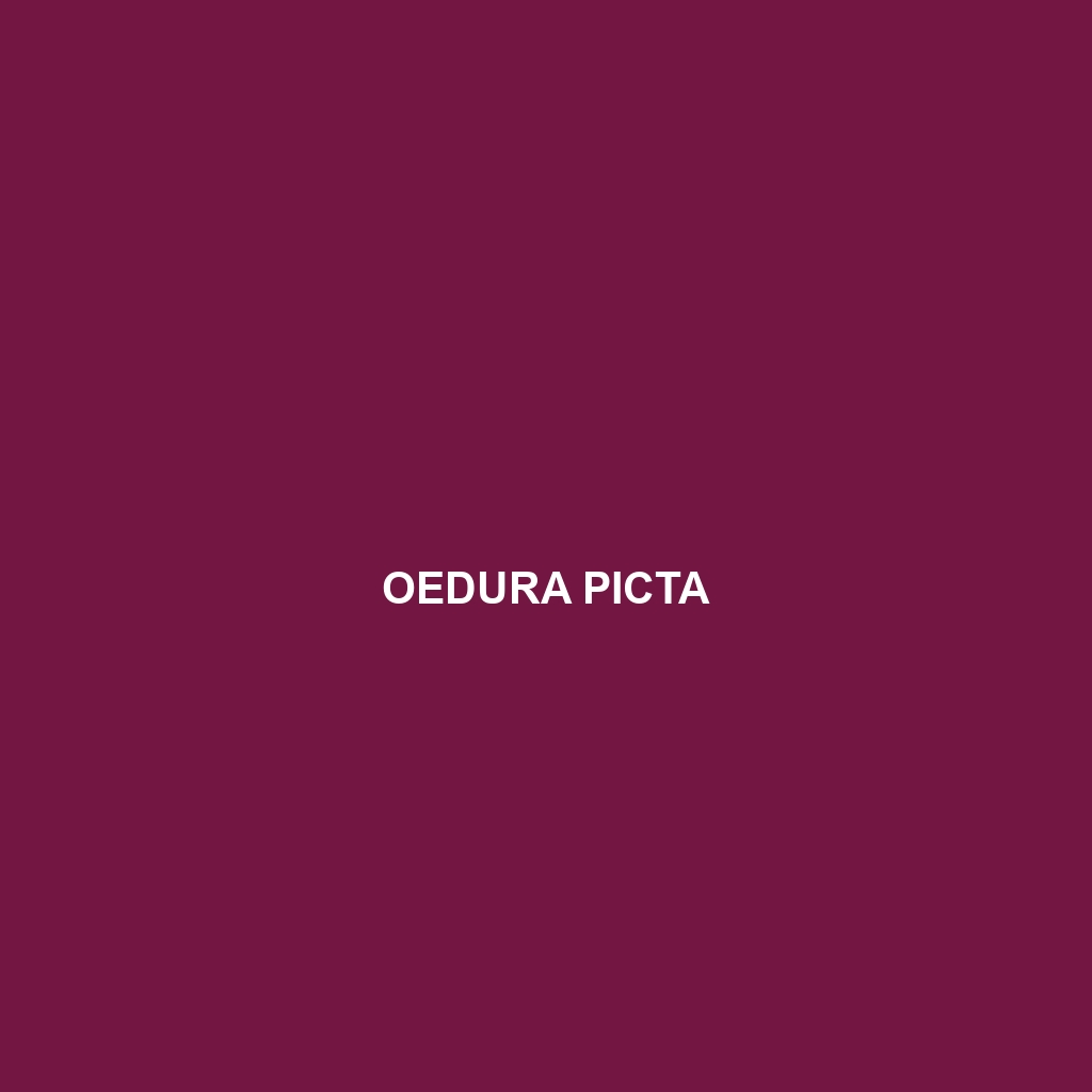 Oedura picta