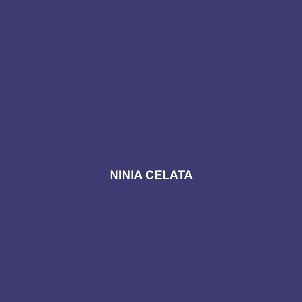 Ninia celata