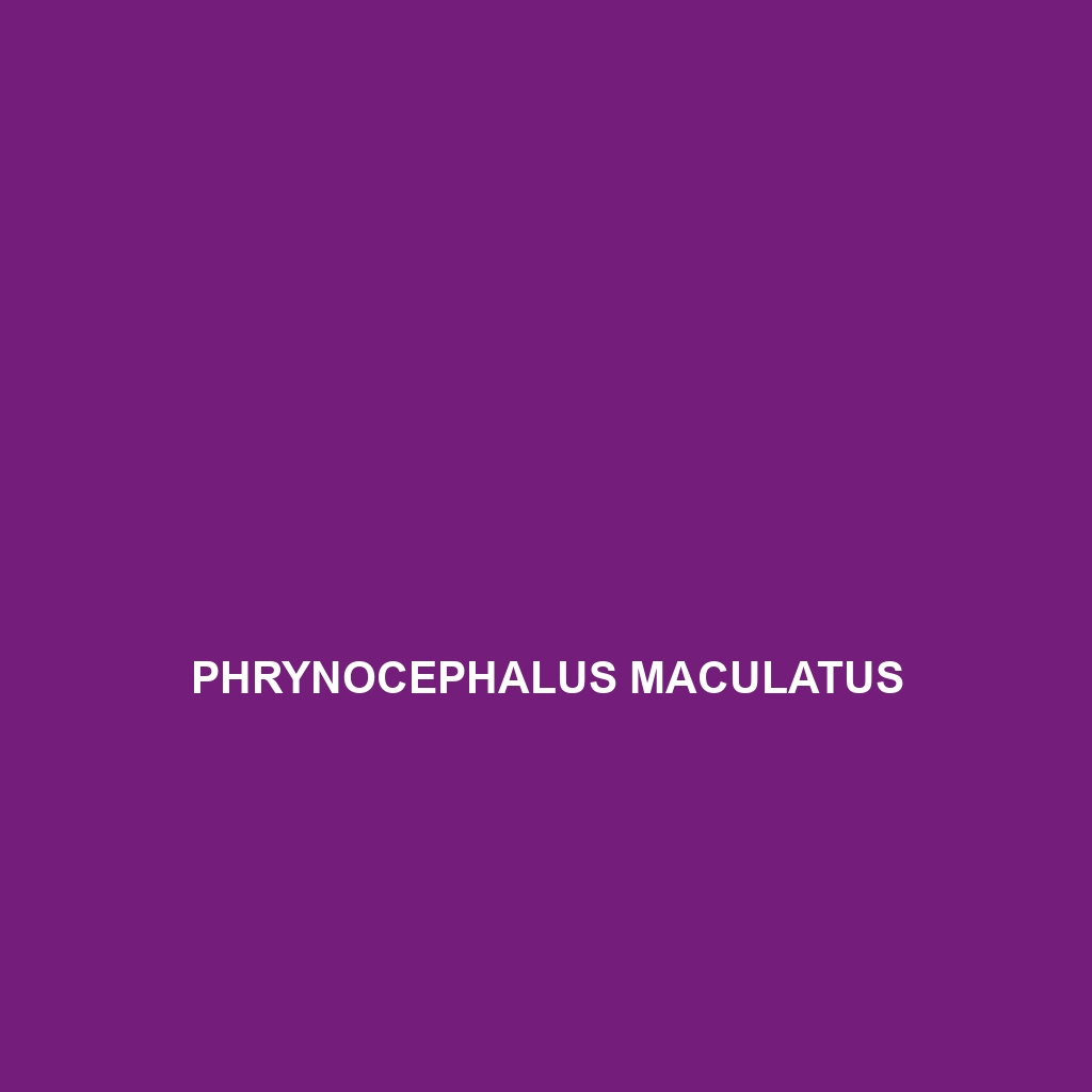 Phrynocephalus maculatus