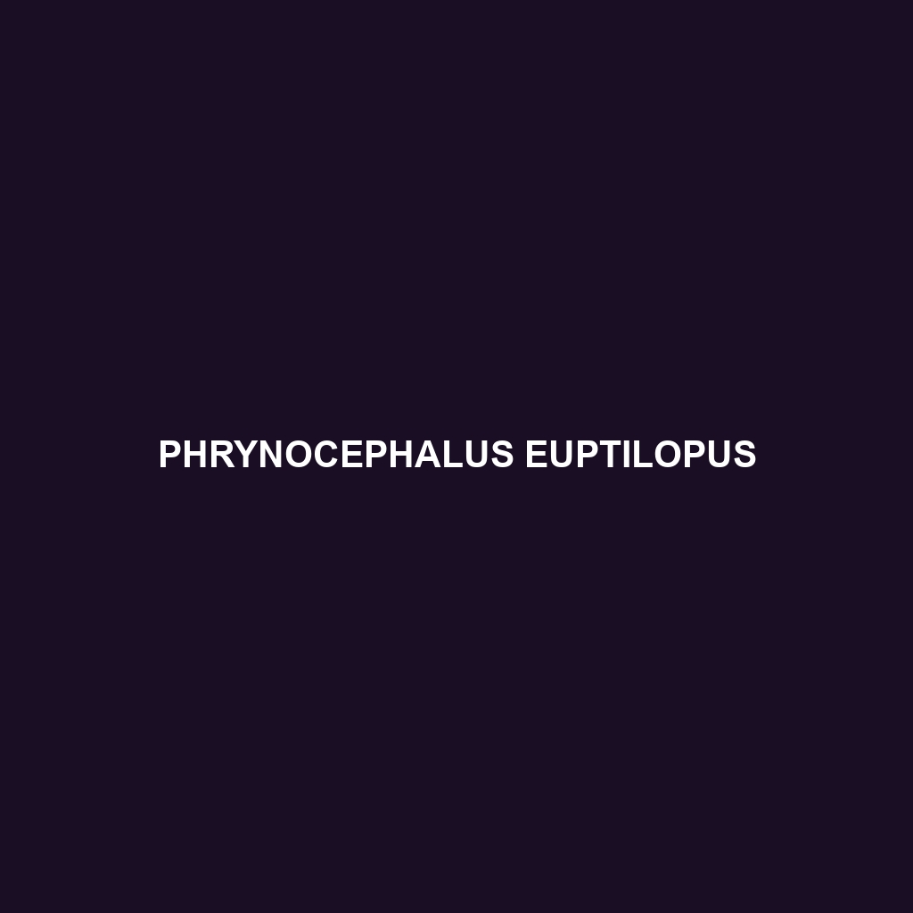 Phrynocephalus euptilopus