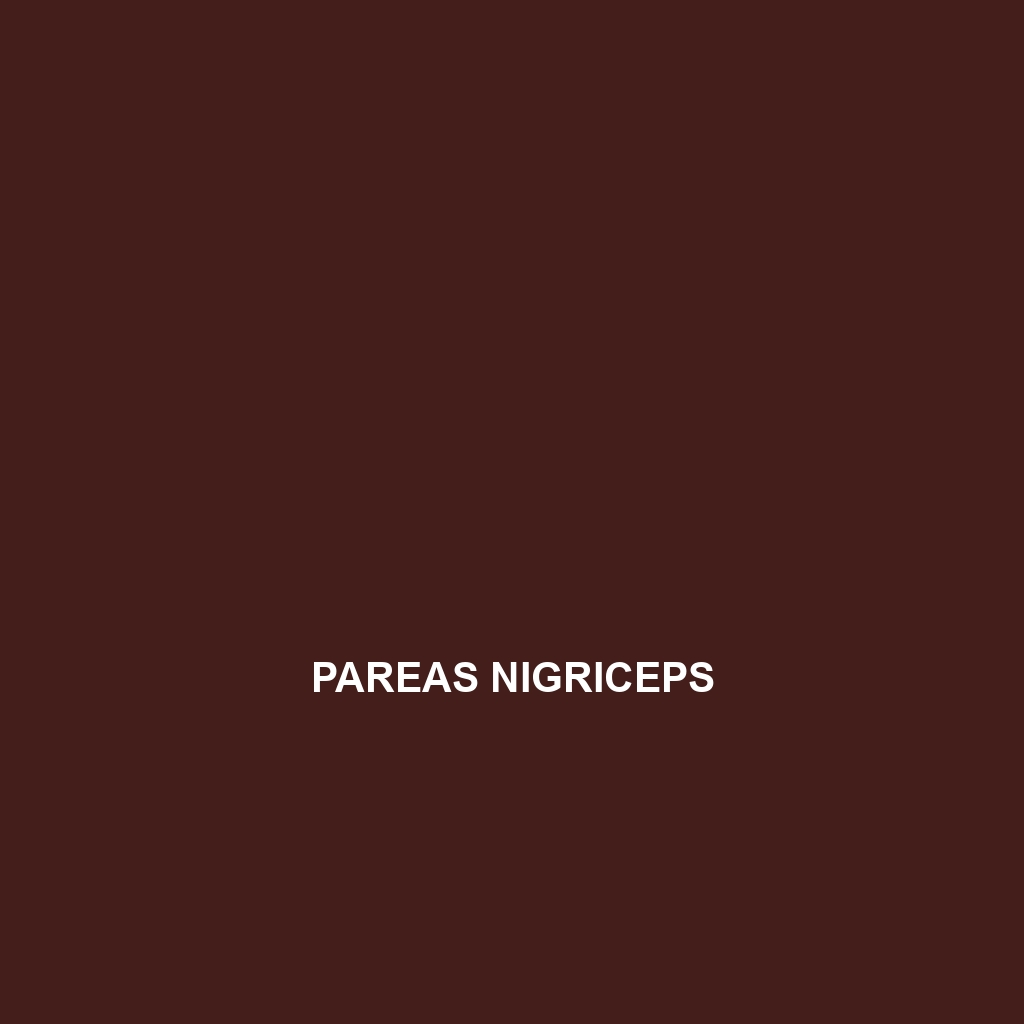 Pareas nigriceps