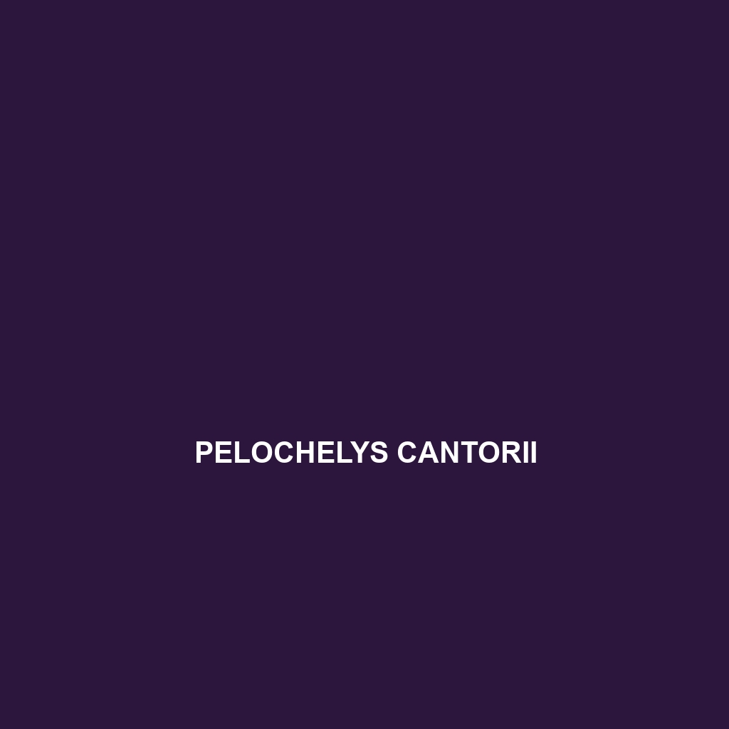 Pelochelys cantorii