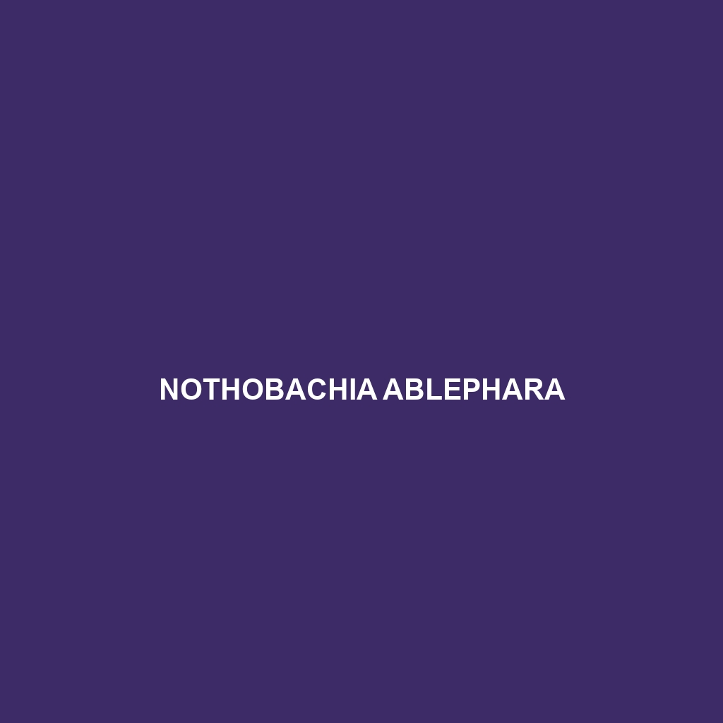 Nothobachia ablephara